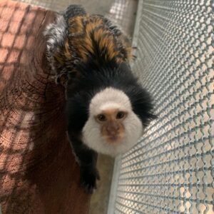 Geoffrey Marmoset monkeys For Sale