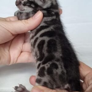 Bébé chaton bengal-femelle