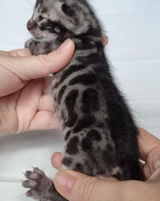 Baby Bengal Kitten-Female