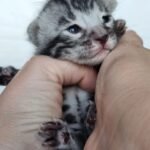 Baby Bengal Kitten-Male