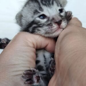 Baby Bengal Kitten-Maschio