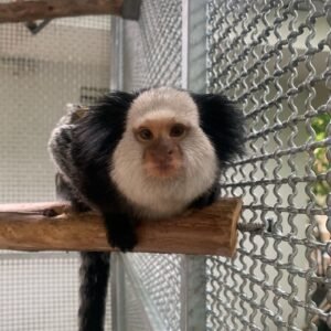 Geoffrey Marmoset Maimuțe De Vânzare