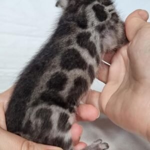 Bébé chaton bengal-femelle