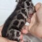 Baby Bengal Gattino-Femmina