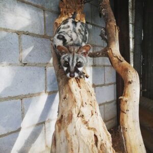 Genet manchado para venda