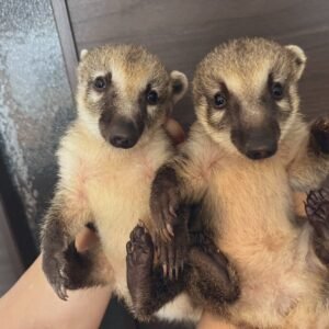 Coatimundi macho a venda