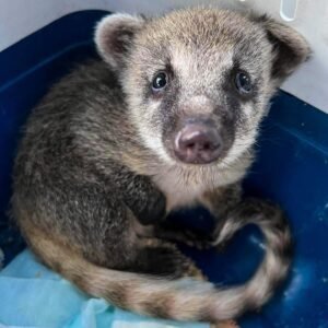 Female Coatimundi for sale