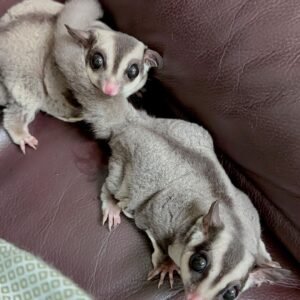 Baby sugar gliders for sale