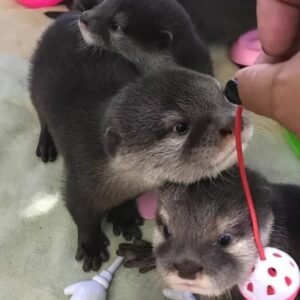 Female Otters for sale