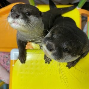 Asiatische Otter zu verkaufen