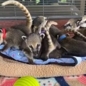 Female Coatimundi for sale