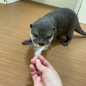 Männlicher Otter zu verkaufen