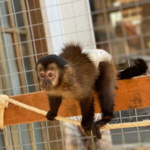 Venta de monos capuchinos