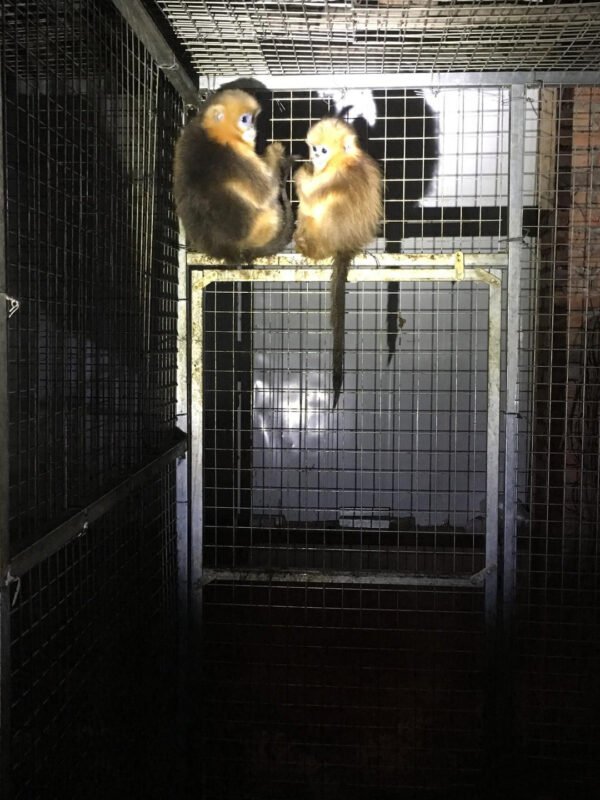 Golden snub-nosed monkeys for sale