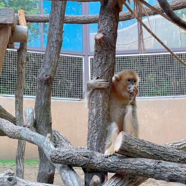 Golden snub-nosed monkeys for sale