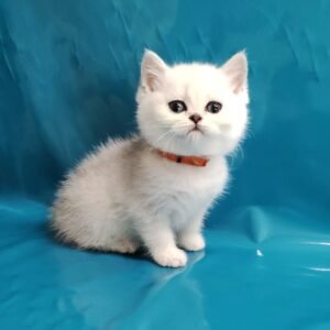 Peris Scottish Fold Macho