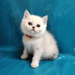 Peris Scottish Fold Macho