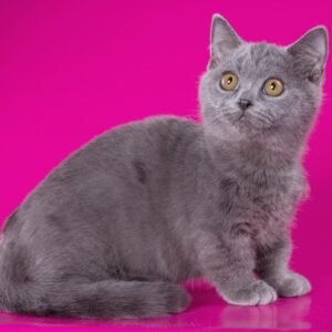 Munchkin Kittens Male