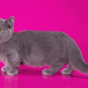 Munchkin Kittens Male