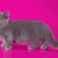 Munchkin Kittens Male