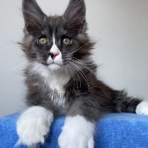 Gatinho Maine Coon macho