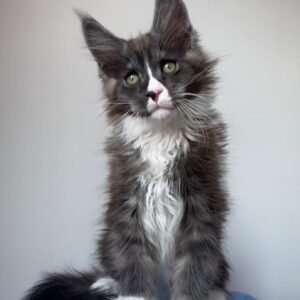 Maine Coon Chaton Mâle