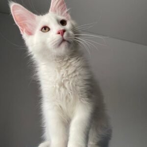 Femmina del gattino di Maine Coon