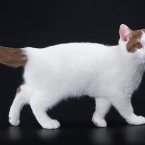 Munchkin Kittens Female