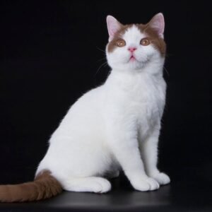 Munchkin Kittens Female