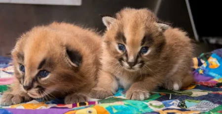 African Caracal Kitten