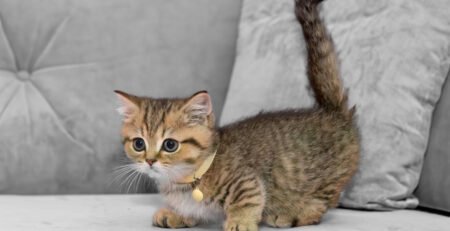 Munchkin Kitten for sale online
