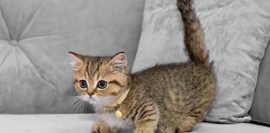 Munchkin Kitten for sale online