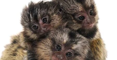 Marmoset Monkeys for sale