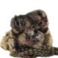 Marmoset Monkeys for sale