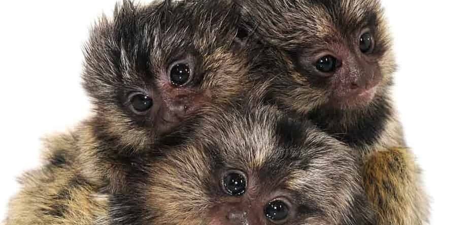 Marmoset Monkeys for sale